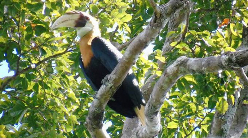 Papuahornvogel © Travel Papua