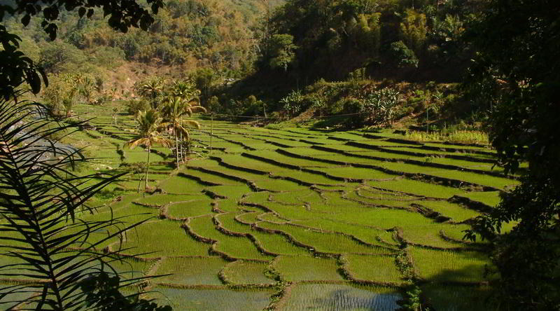 Reisterrassen gibt es nicht nur auf Bali