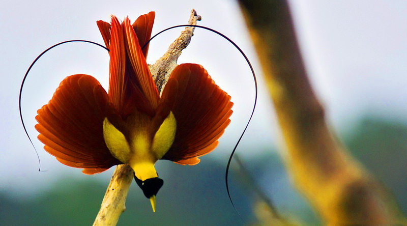 Roter Paradiesvogel (Paradisaea rubra) © Sea Trek Bali