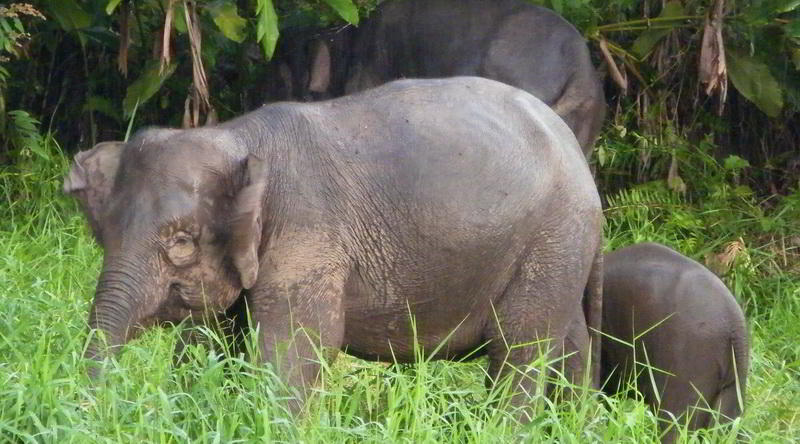 Borneo Elefant © ABT