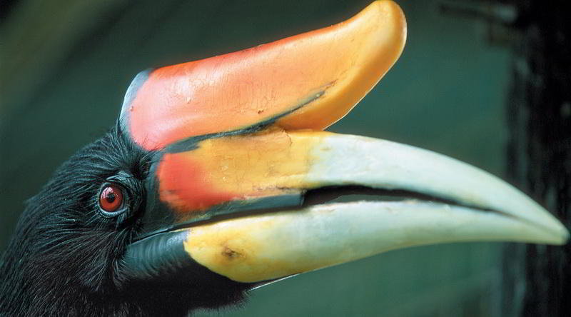 Nashornvogel in Borneo © Sarawak Tourism Board